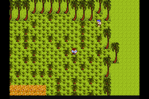 Kuka Kasvattaa Palmusokkeloita? Kuka Kasvattaa Palmusokkeloita?