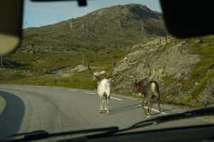 _DSC1167 Söpö peura