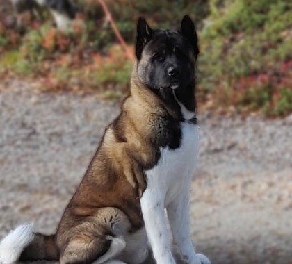 Ozzy, Suomen amerikanakitojen muotovalio