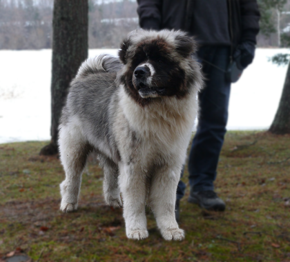 Pitkäkarvainen amerikanakita, Remu